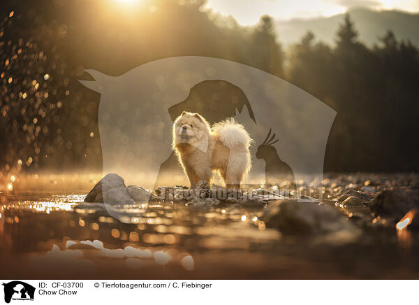 Chow Chow / Chow Chow / CF-03700