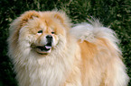 Chow-Chow Portrait