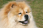 Chow-Chow Portrait