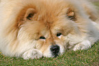 lying Chow-Chow