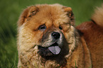 Chow Chow