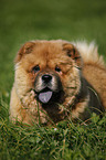 Chow Chow