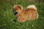 Chow Chow