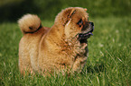 Chow Chow