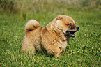 Chow Chow