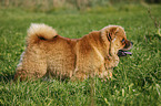 Chow Chow