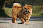 Chow Chow