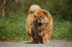 Chow Chow