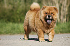 Chow Chow