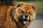 Chow Chow