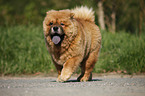 Chow Chow