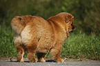 Chow Chow