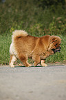 Chow Chow