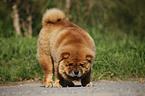 Chow Chow