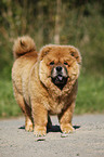 Chow Chow