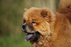 Chow Chow