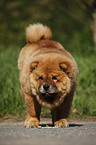 Chow Chow