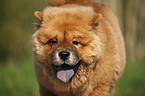 Chow Chow