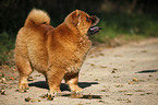 Chow Chow