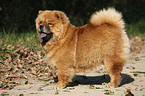 Chow Chow