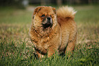 Chow Chow