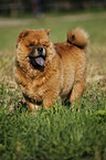 Chow Chow