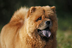 Chow Chow