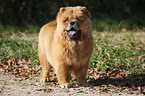 Chow Chow