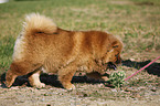 Chow Chow