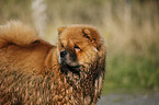 Chow Chow