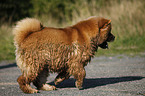 Chow Chow