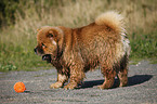 Chow Chow