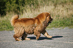 Chow Chow