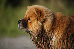 Chow Chow