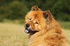 Chow Chow Portrait