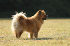 Chow Chow