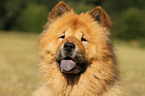 Chow Chow Portrait