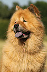 Chow Chow Portrait