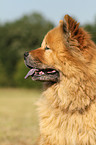 Chow Chow Portrait