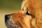 Chow-Chow snout