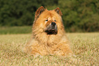 Chow Chow