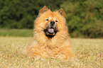 Chow Chow