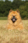 Chow Chow