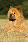 Chow Chow