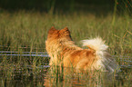 bathing Chow-Chow