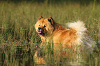 bathing Chow-Chow