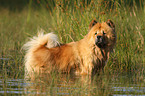 bathing Chow-Chow