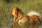 bathing Chow-Chow