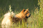 bathing Chow-Chow