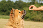 Chow Chow Portrait